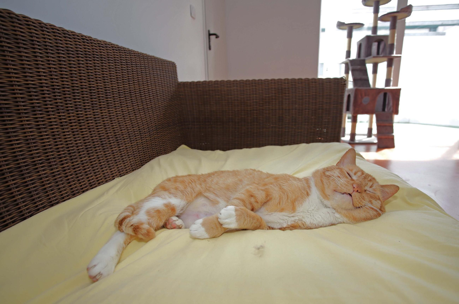Fotos de Kitty Cat, la cafetería - refugio de gatos en La Línea