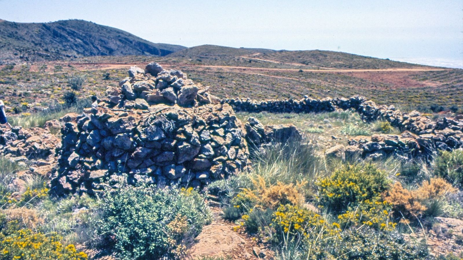Los vecinos de Dalías poseen un total de 330 cerdos, con todas las cautelas.