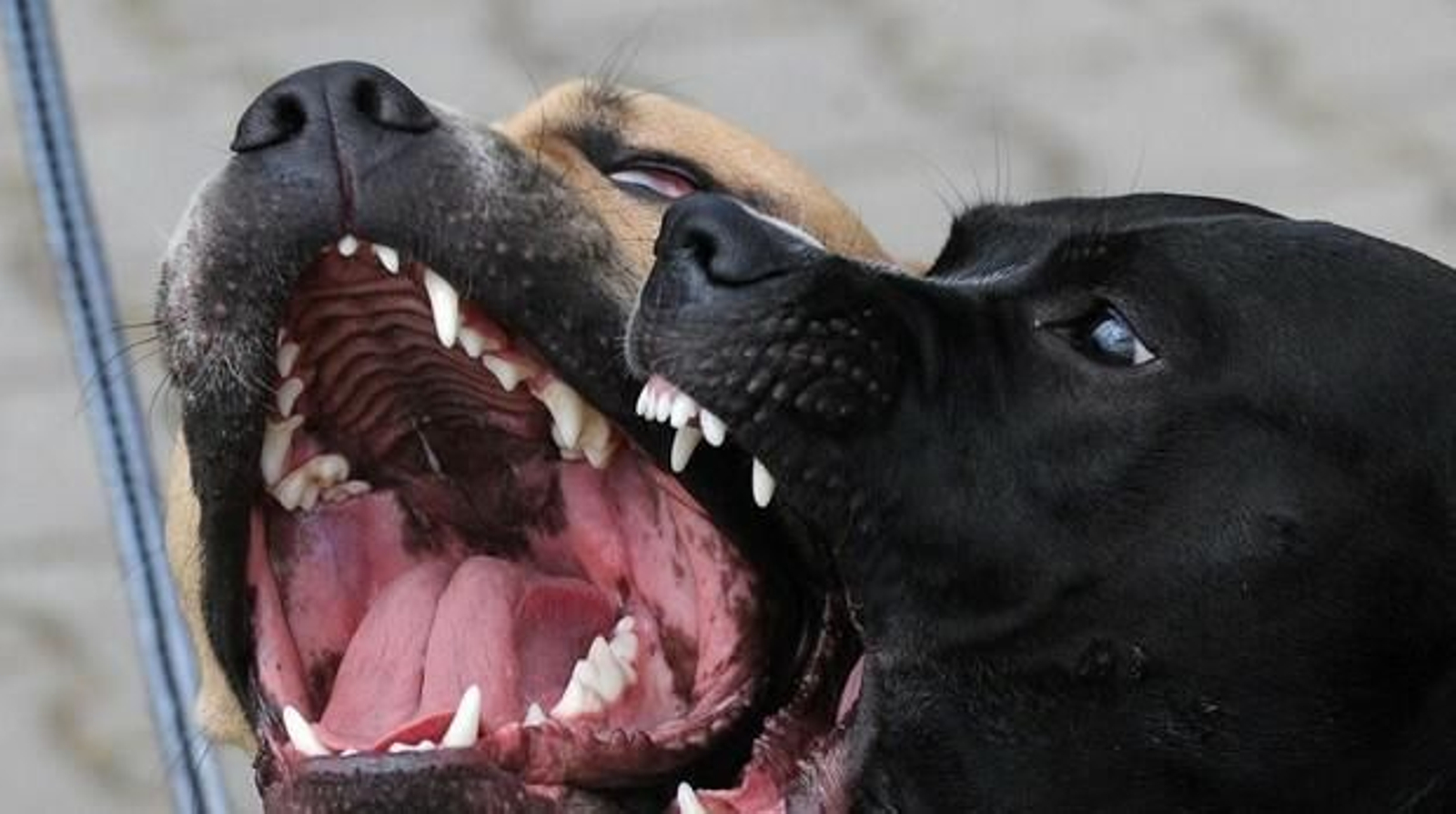 Dos perros potencialmente peligrosos en una imagen de archivo.