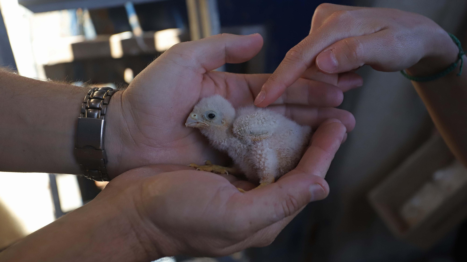 Anillamiento de cernícalos primilla del grupo Tumbabuey en Los Barrios