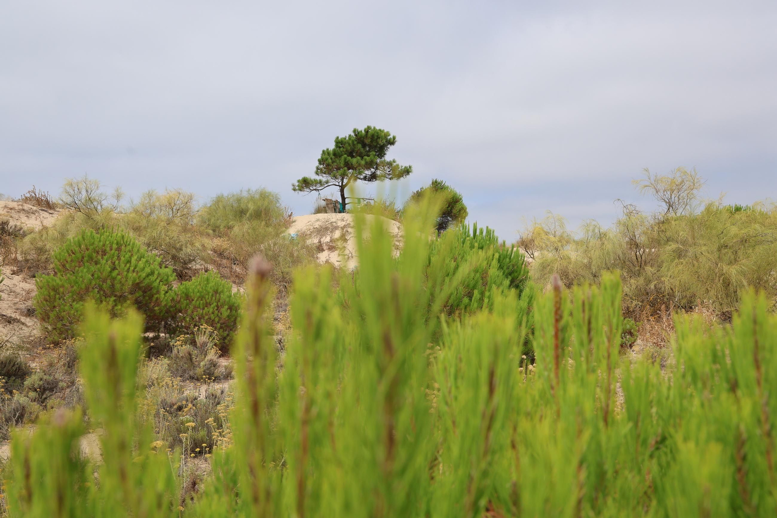 Imágenes de la diversa vegetación de las Dunas del Portil