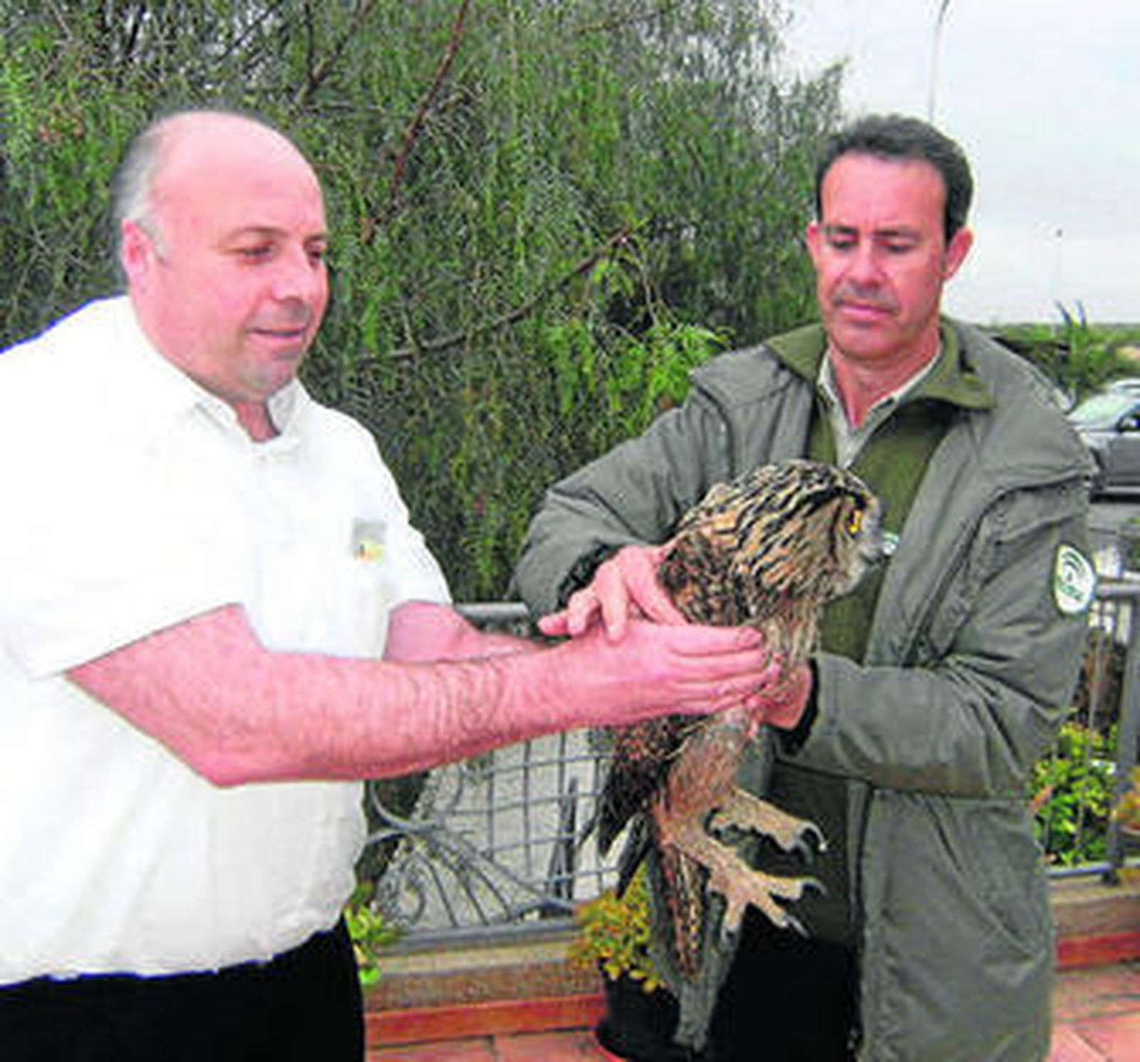El precioso ejemplar de búho real.