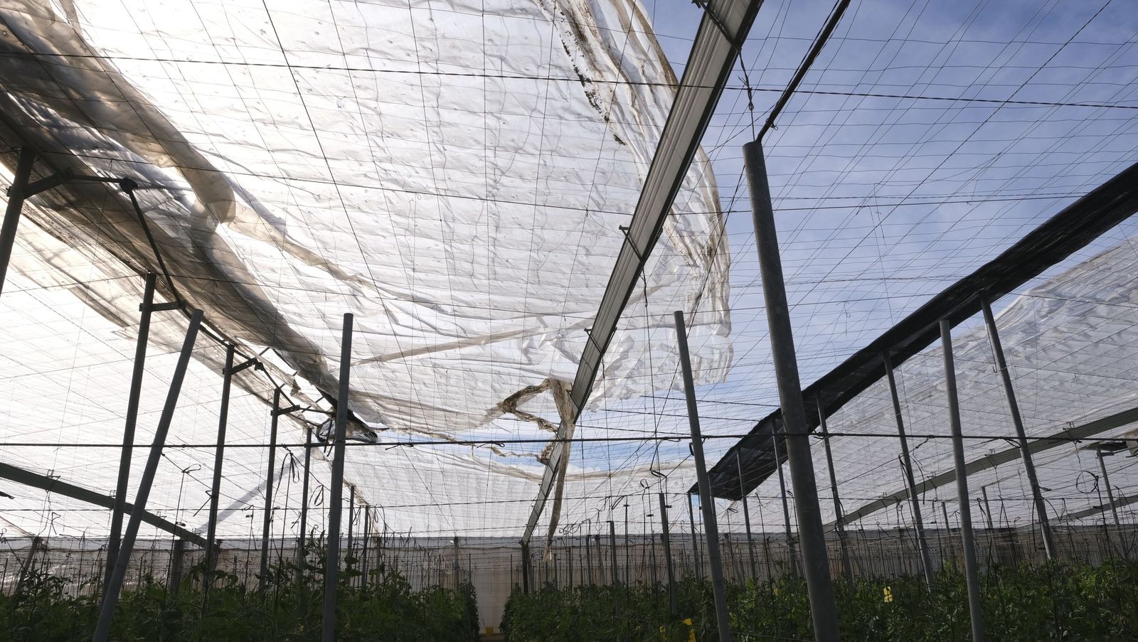 Los efectos del temporal de viento en los invernaderos, en imágenes