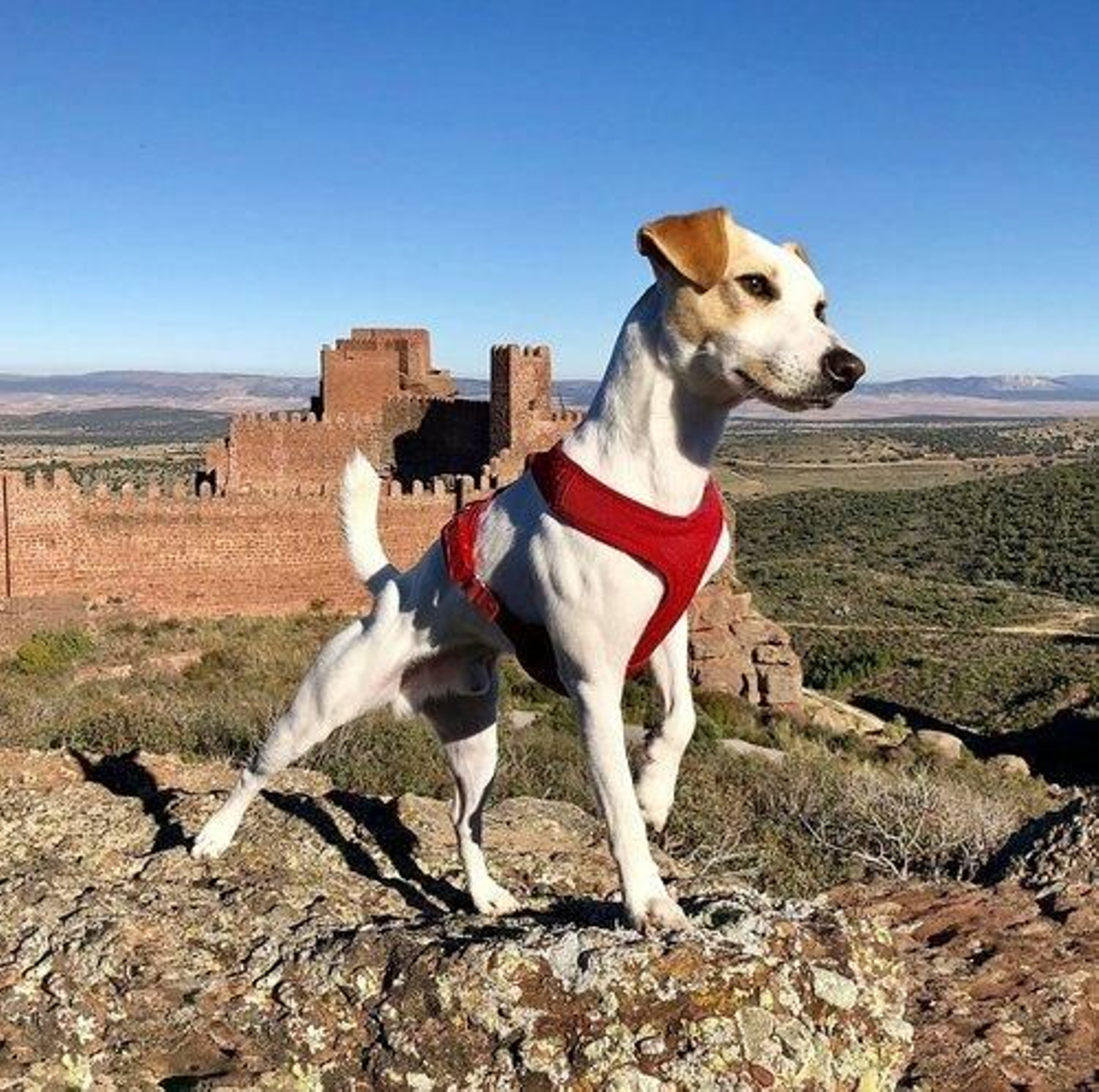 Pipper revisará el turismo con Mascotas en Almería.