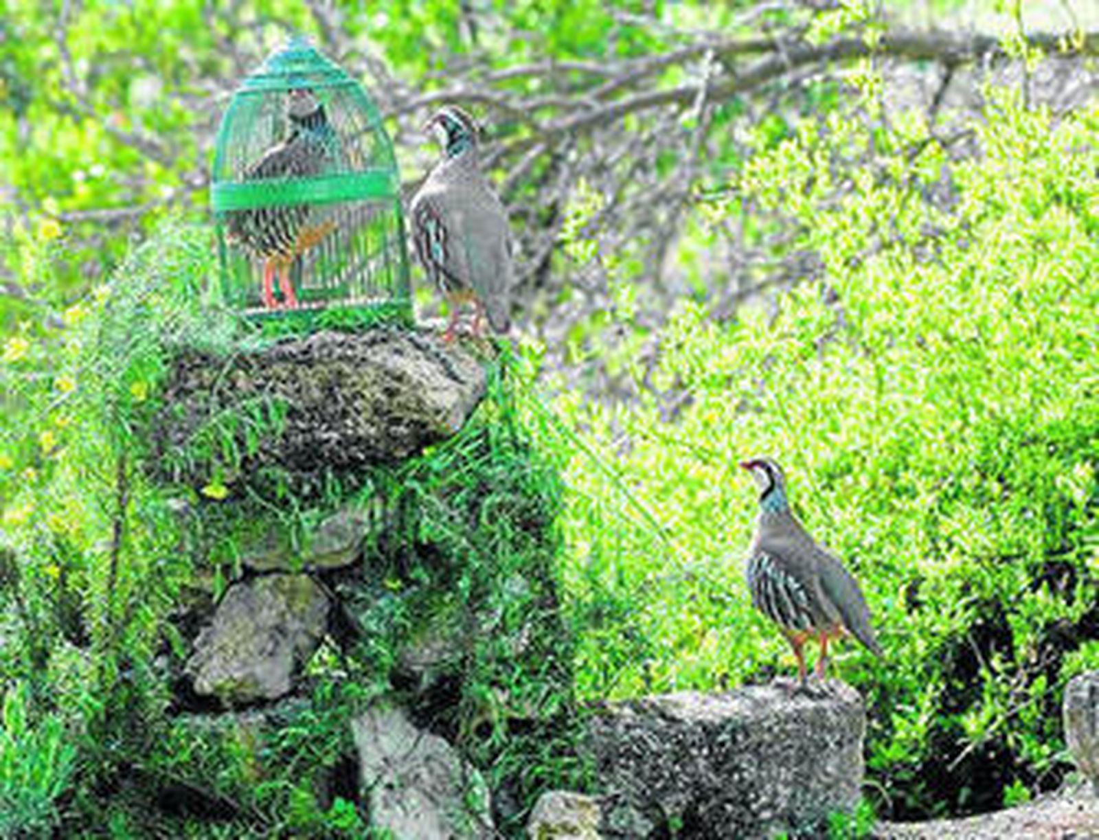Un puesto en el que la perdiz enjaulada llama a los machos con su cante.