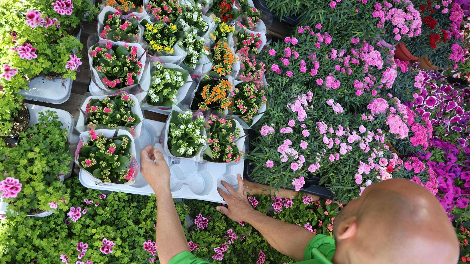 Explosión de flores en la Plaza de las Monjas este viernes.
