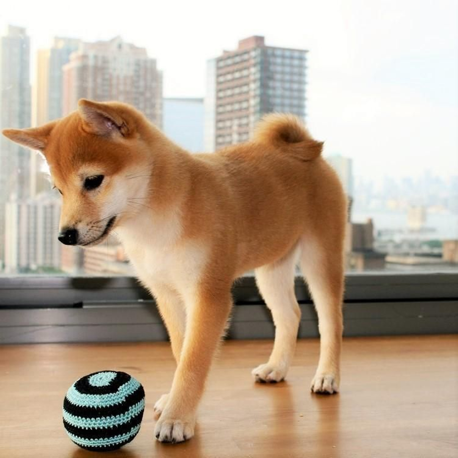 shiba inu