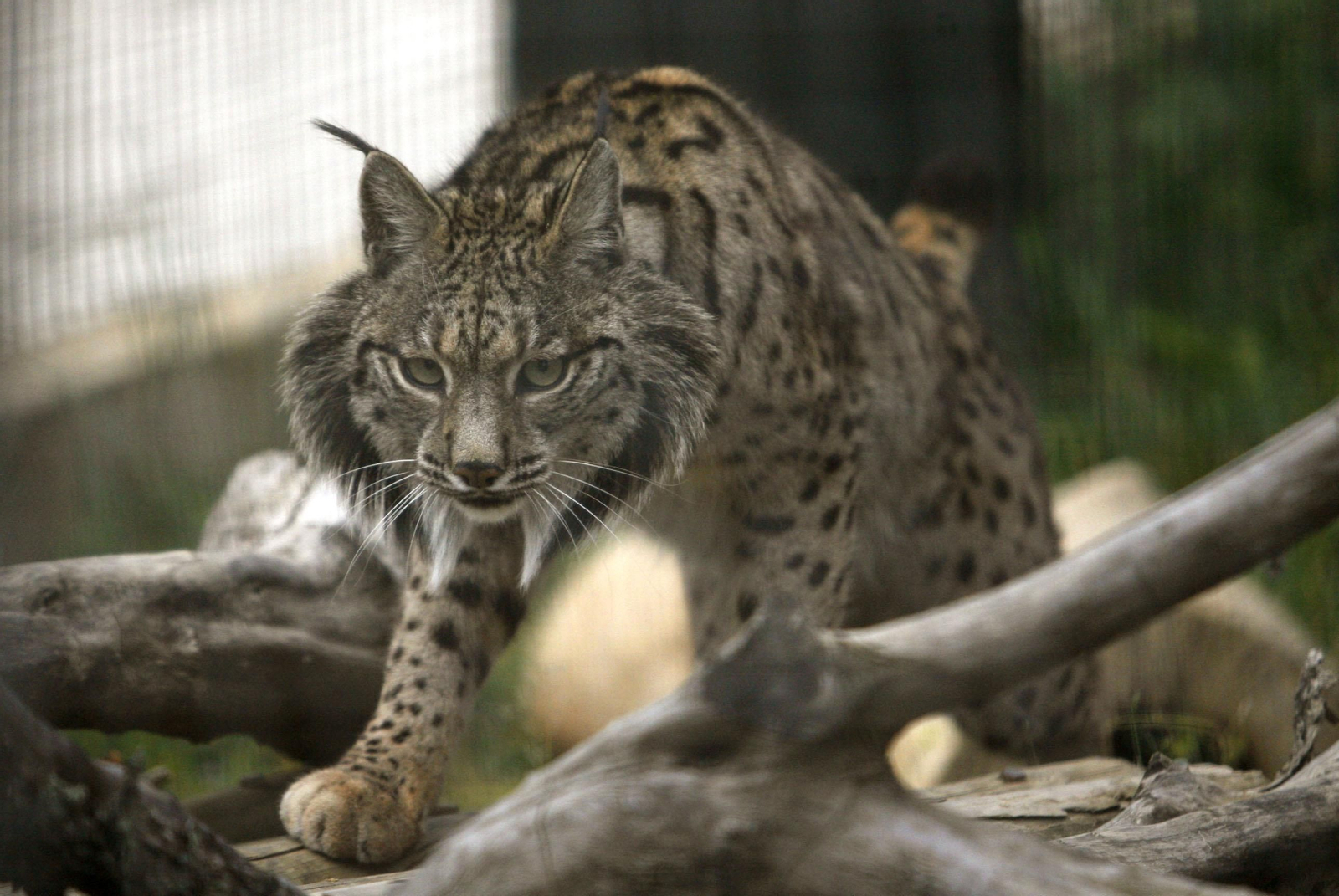 Un lince en el CREA de Los Villares.
