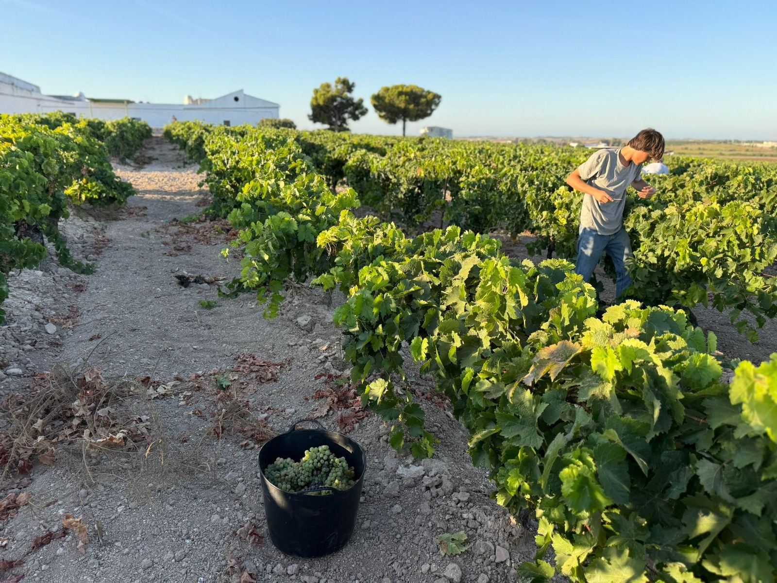Vendimia en Viña La Tula, en el Marco de Jerez.