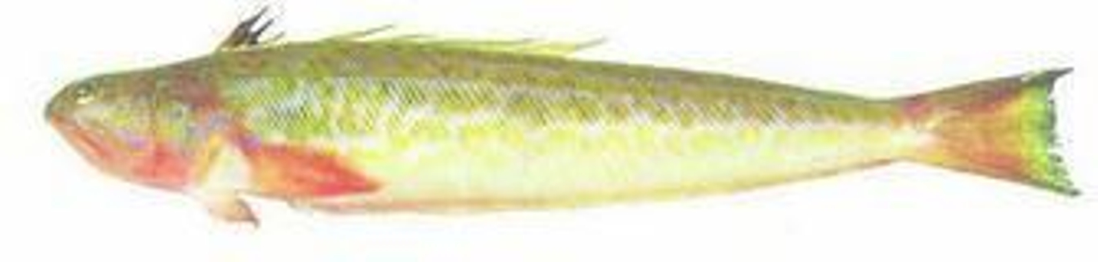 Araña 'Tranchinus araneus'