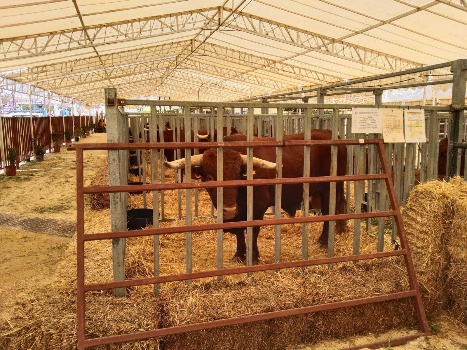 Jueves de feria de Vejer, en imágenes
