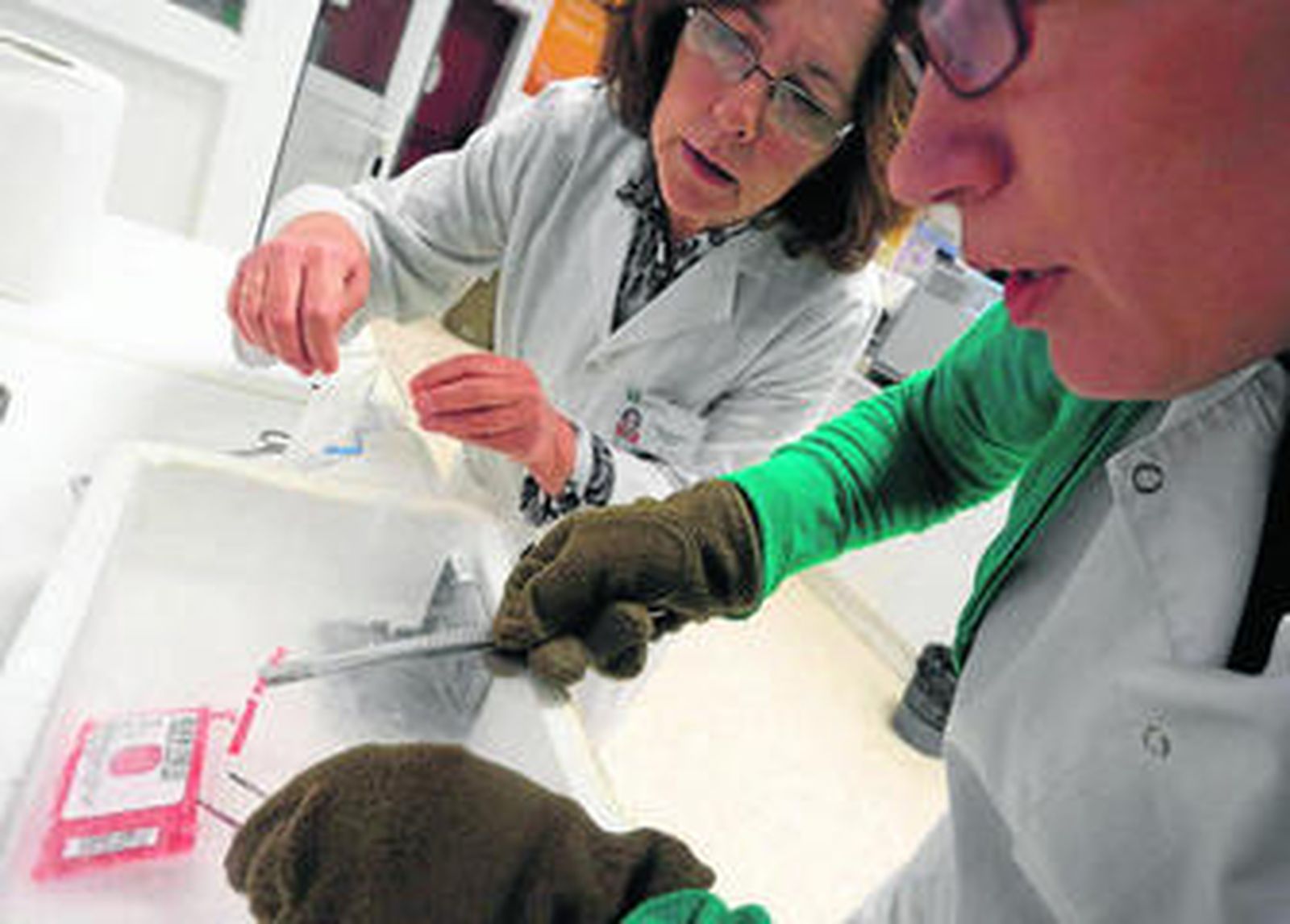 Momento de la extracción de sangre del cordón.