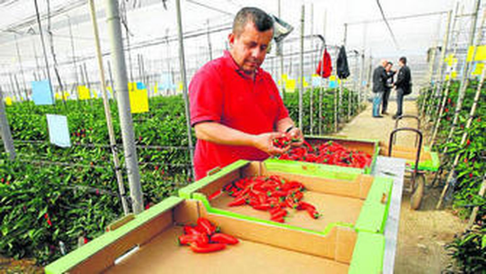 Las explotaciones agrícolas bajo plástico en Almería son regentadas casi al 100% por familias enteras, padres e hijos.