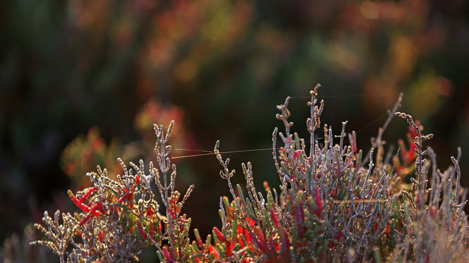 Sendero del arroyo de la Madre Vieja en San Roque