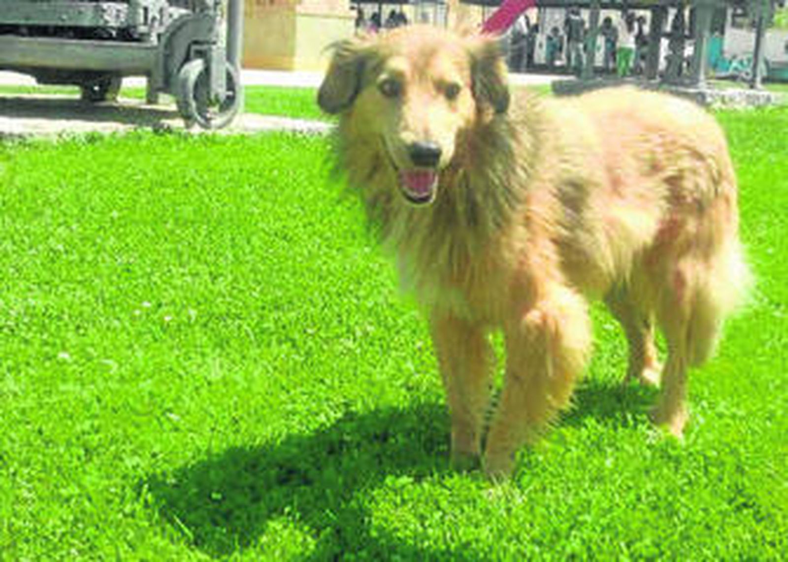 El perro Survi iba a ser acogido por una famiila alemana.