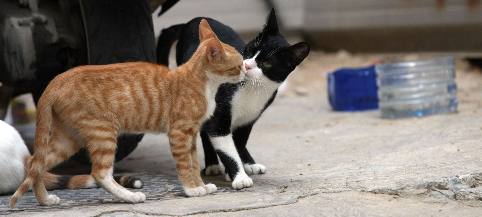 Dos gatos se hacen arrumacos.