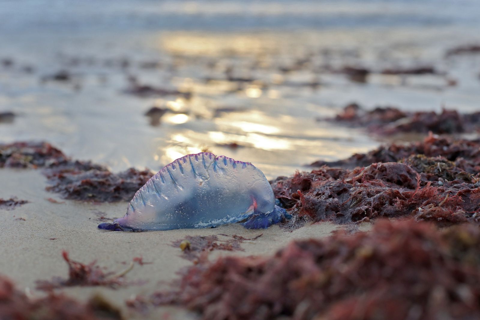 Ejemplar de carabela portuguesa aparecido en una playa.