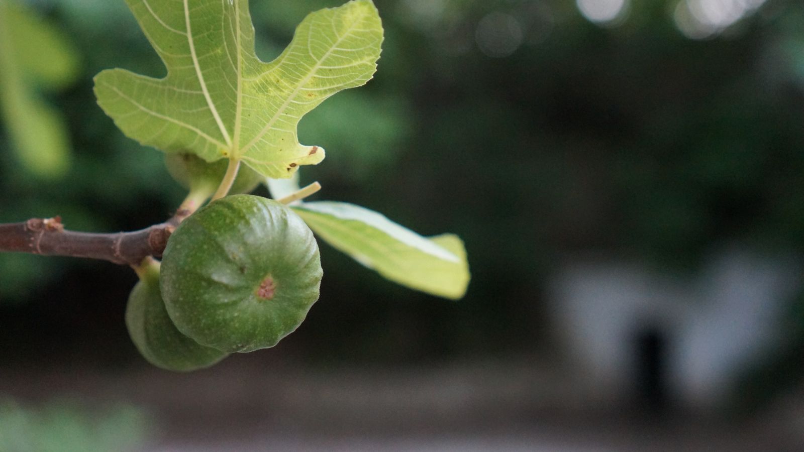 Higos en la poza Tintín de Montilla.