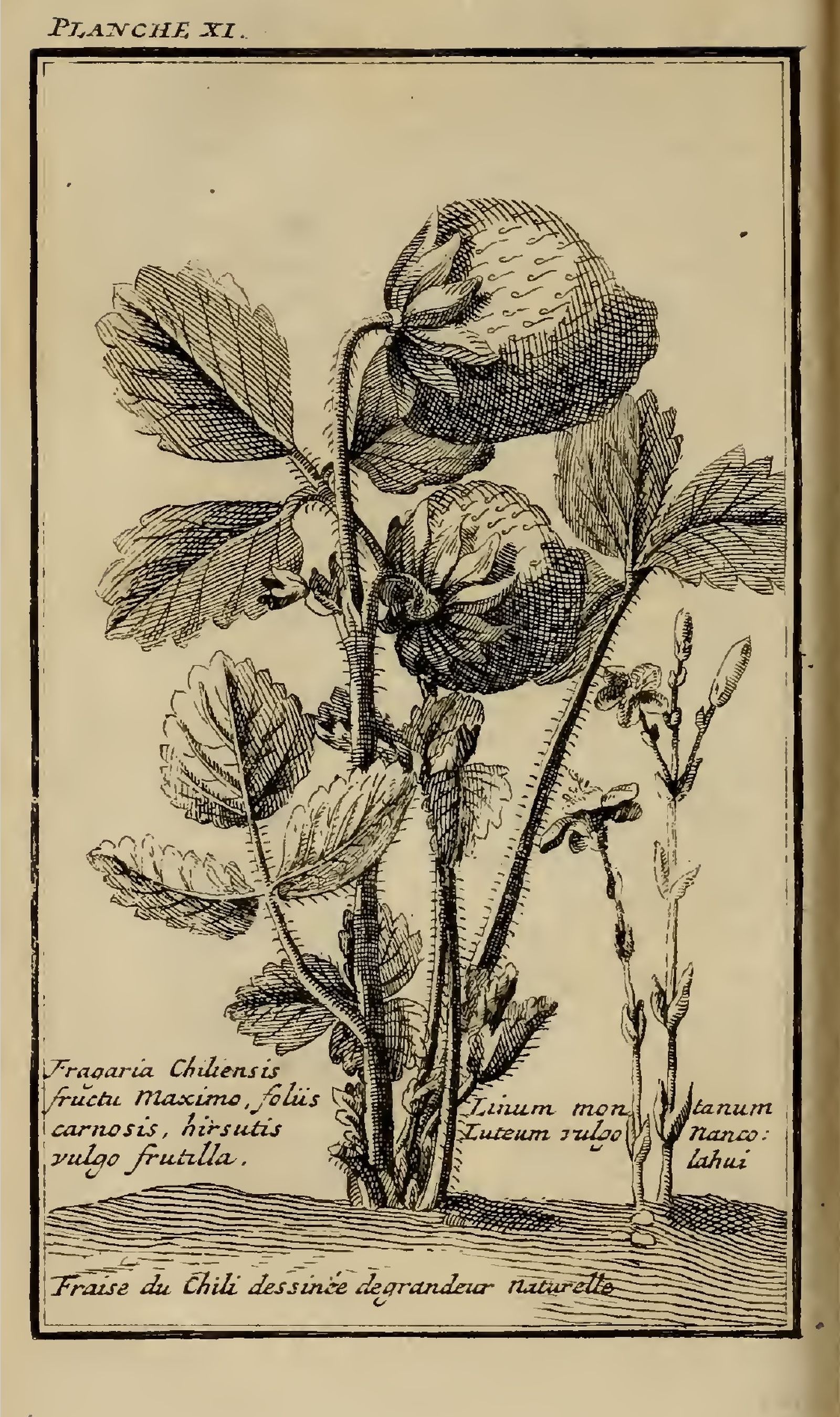 Dibujo de una fresa chilena. Amédée  Frézier, Relation du voyage de la mer du Sud…, 1717.