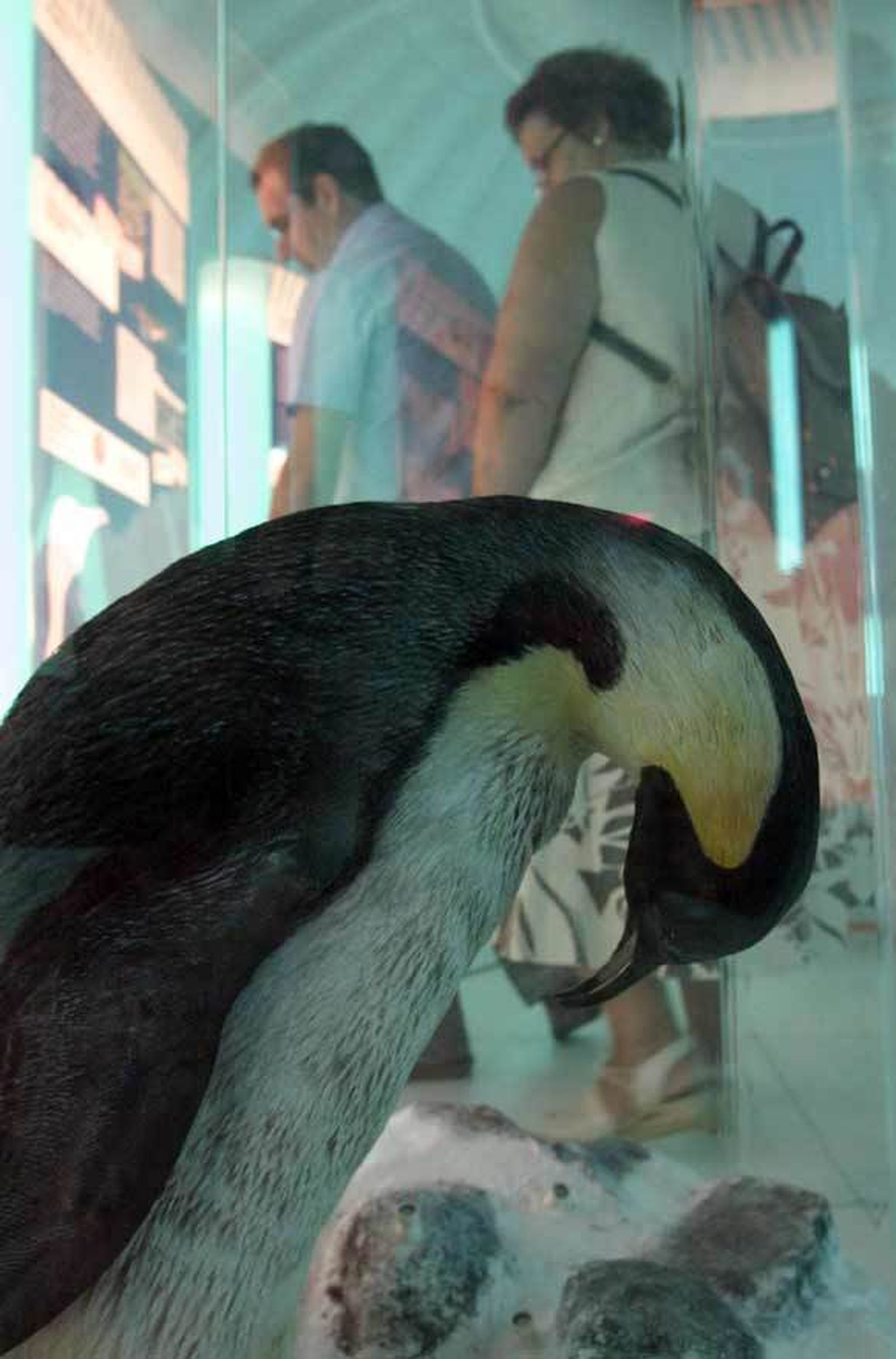 La Antártida llega a Granada