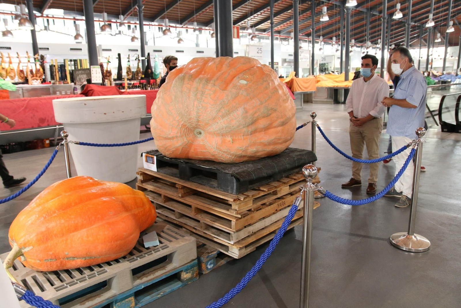 Carlos Sánchez y Manuel Planells observan la calabaza gigante y a su 'hermana pequeña'.