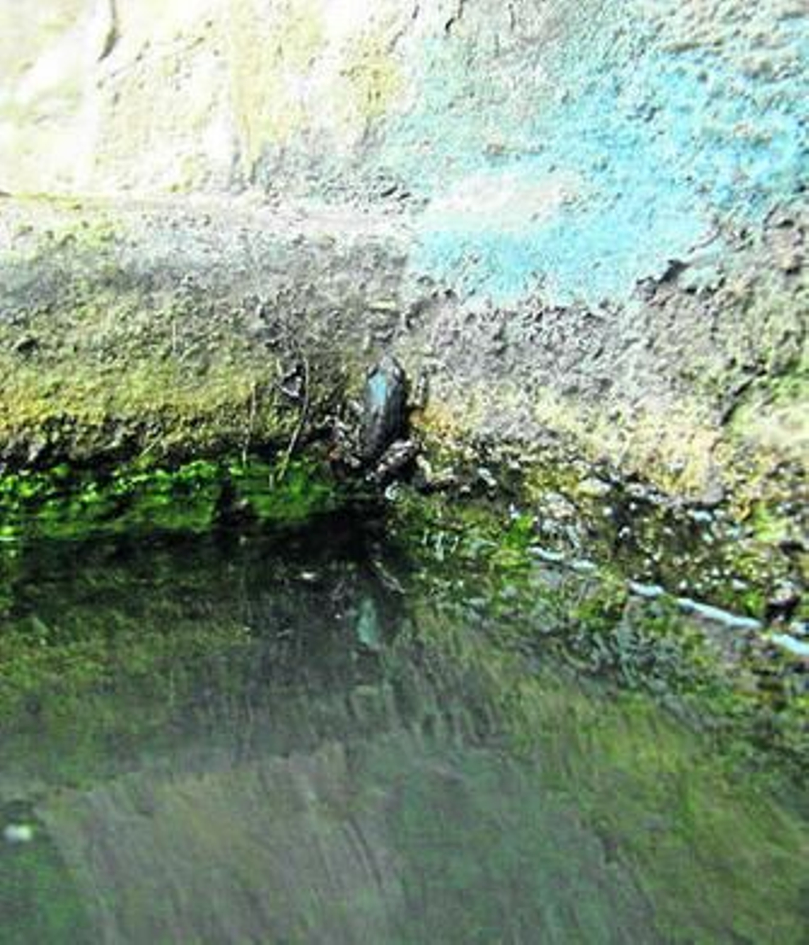 Un peculiar sapo 'trepador'