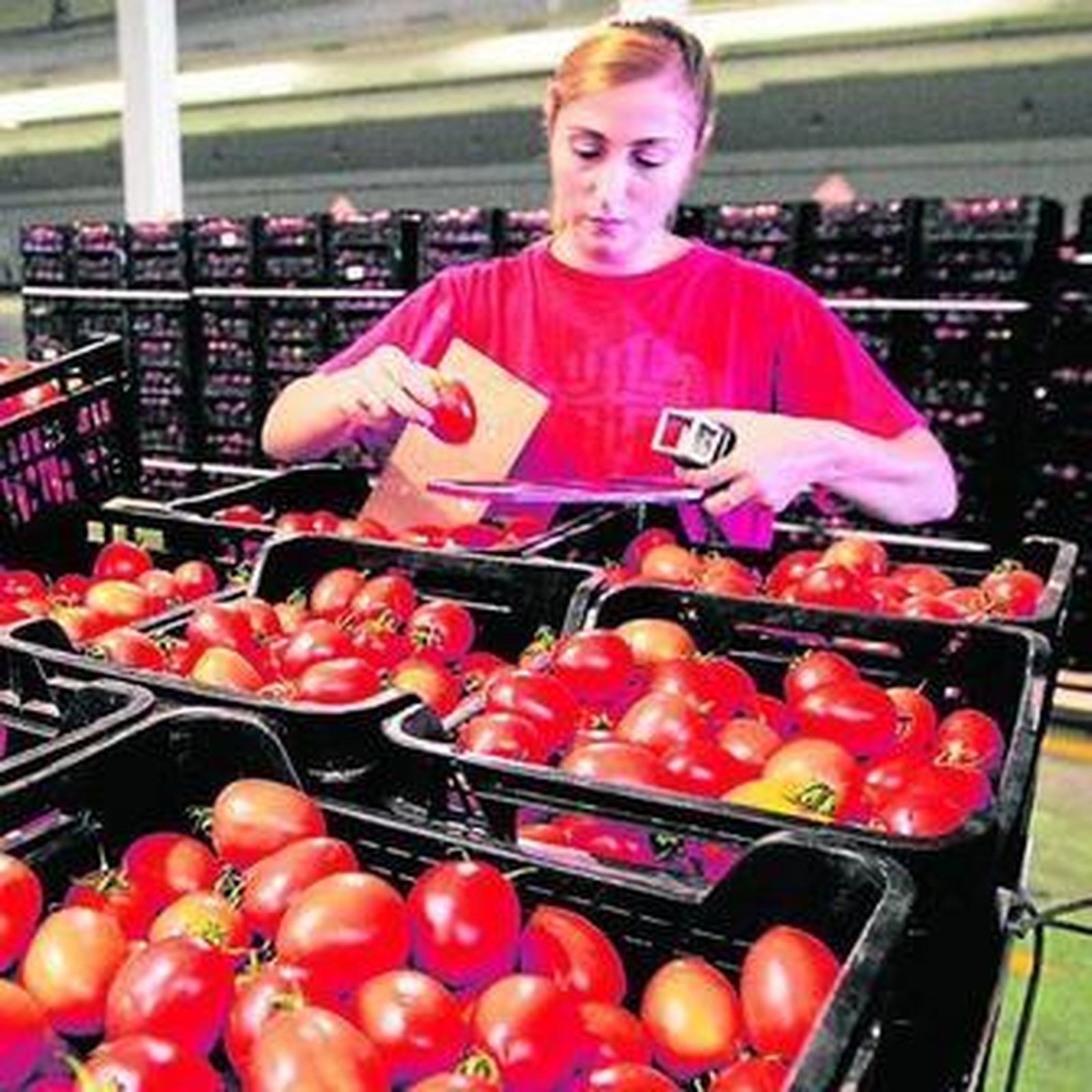 Vegacañada Símbolo de la calidad en tomate