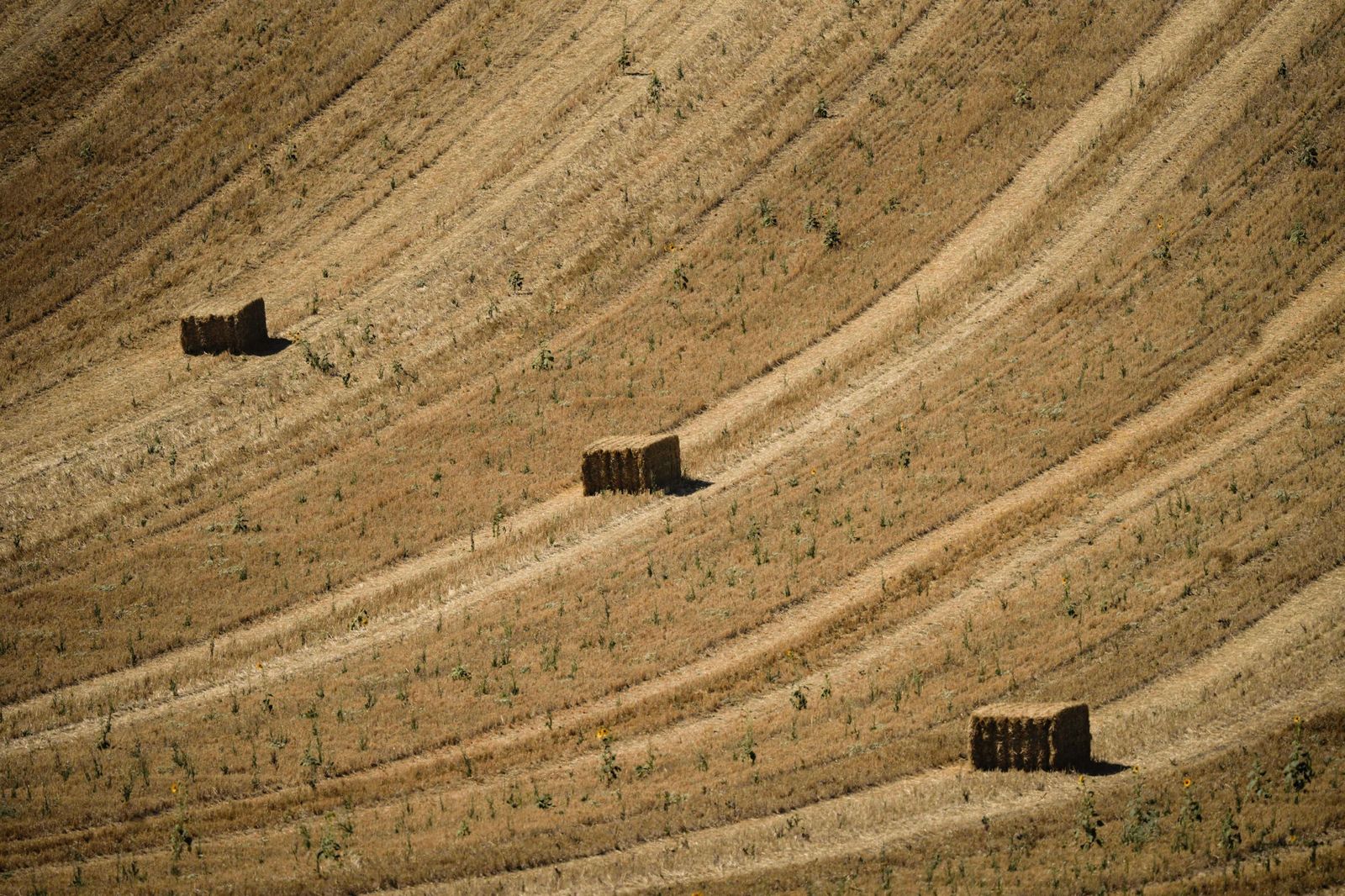 Pacas de paja en una finca de trigo  y girasol de la provincia de Córdoba.