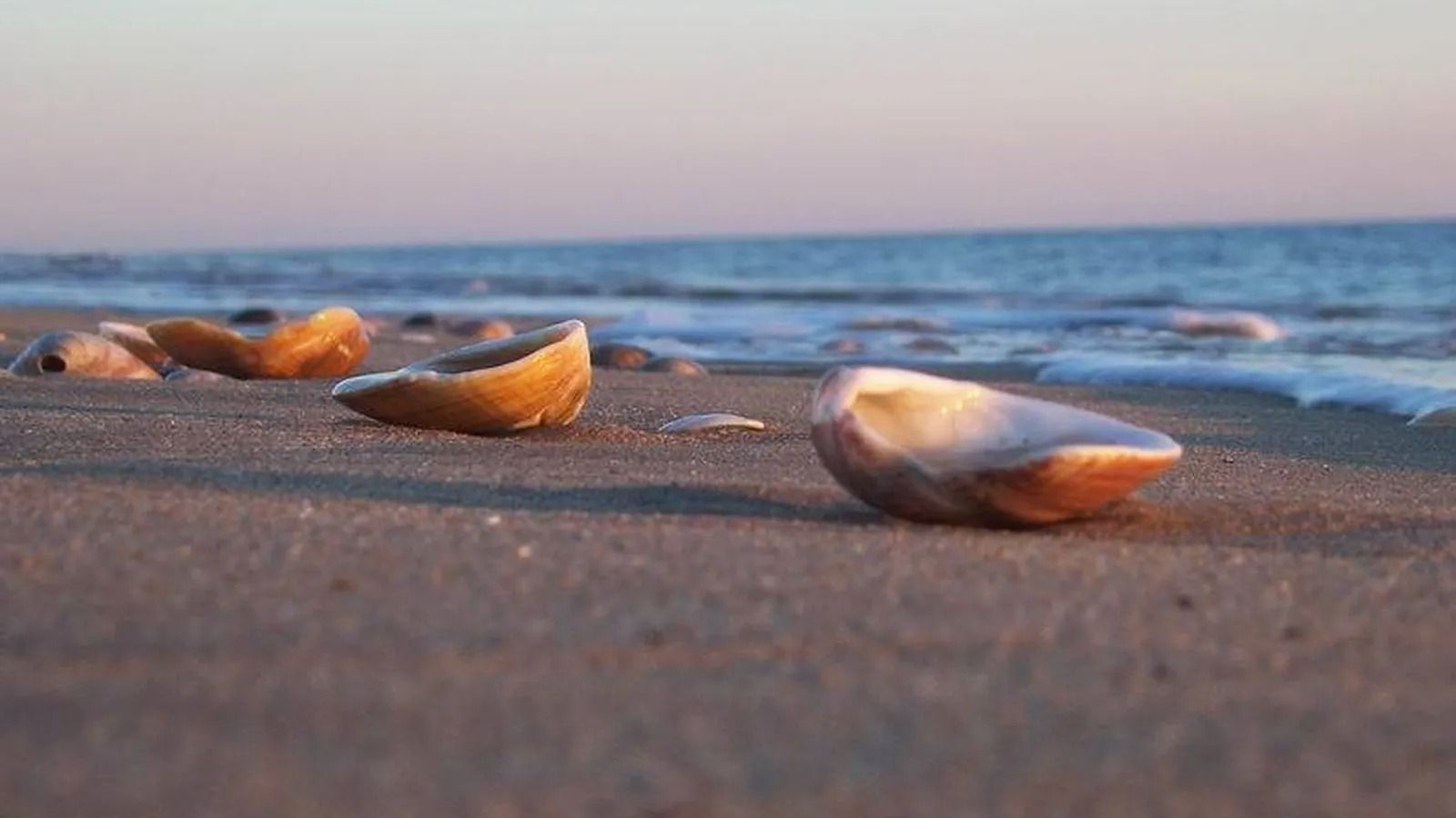Conchenas en las playas de Huelva.