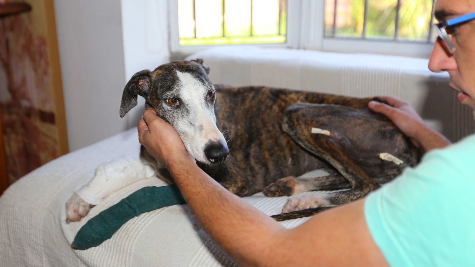 La perra con las patas delanteras vendadas y otras curas en una de sus patas traseras.