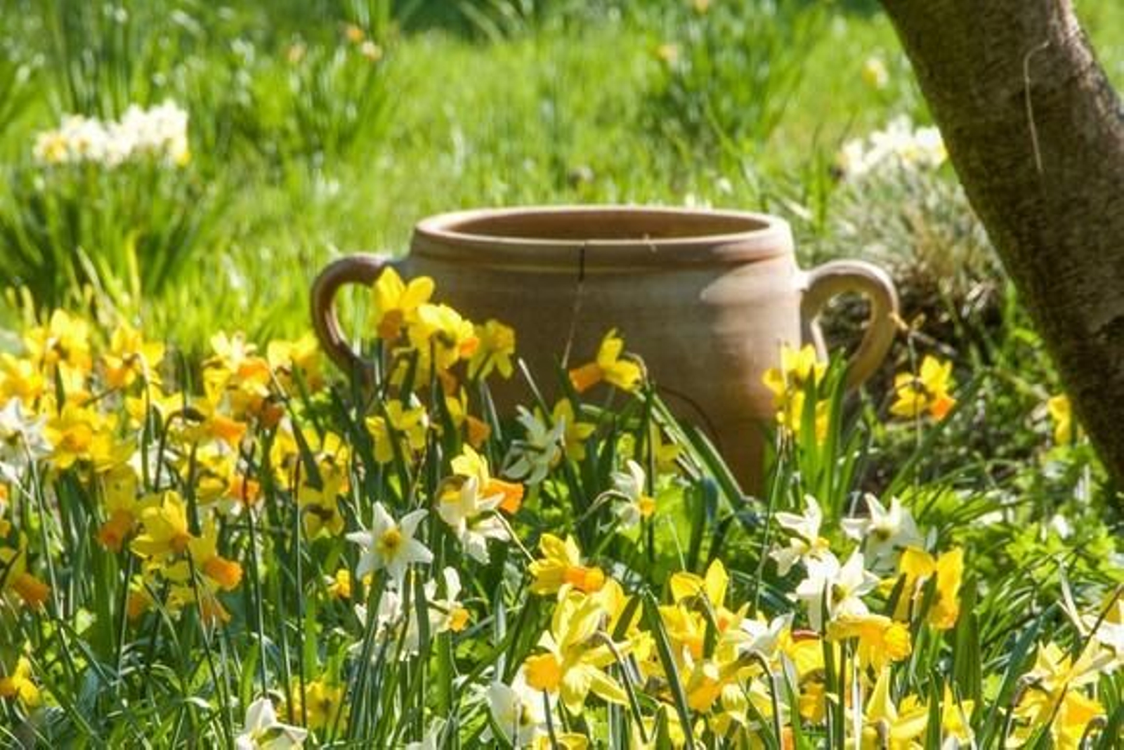 Varios Narcisos plantados en un jardín en la época primaveral