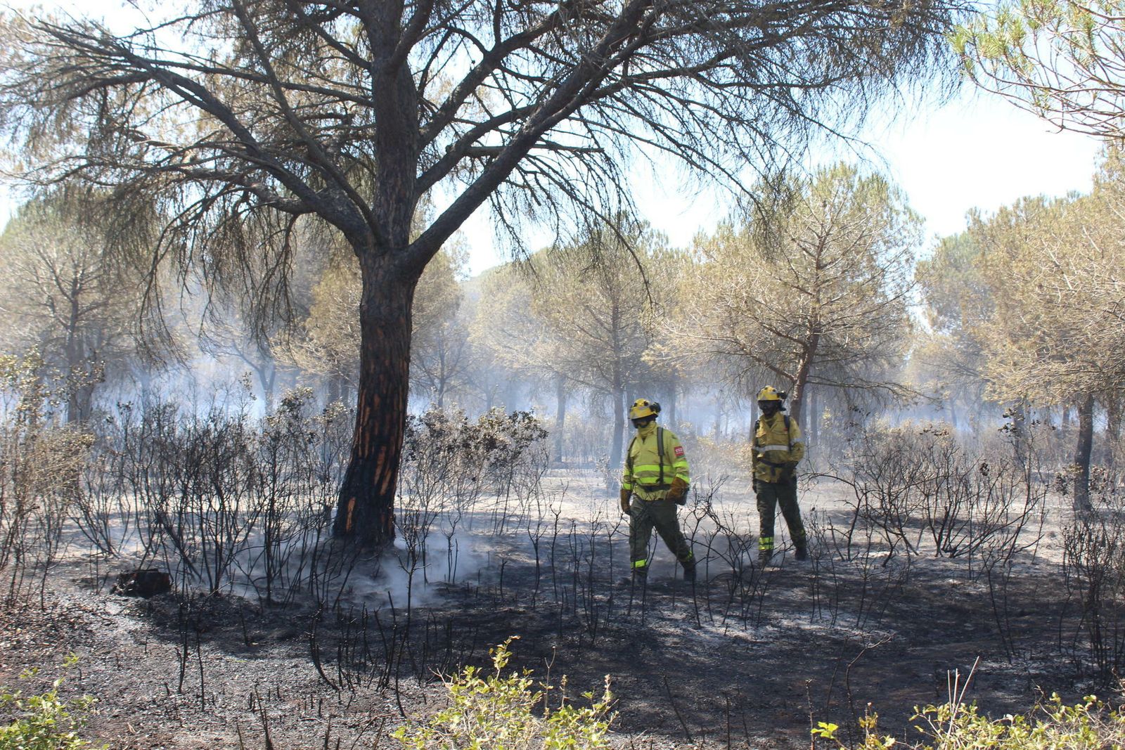 El incendio en el pinar de Roche, en imágenes