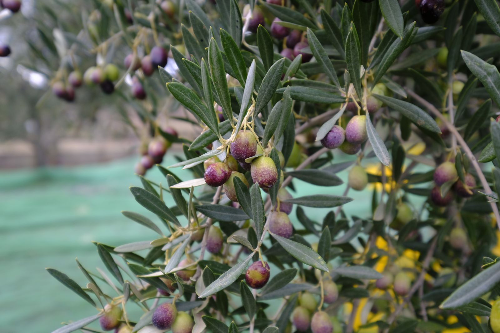 Fotogalería recolección aceituna en Abla. Almería
