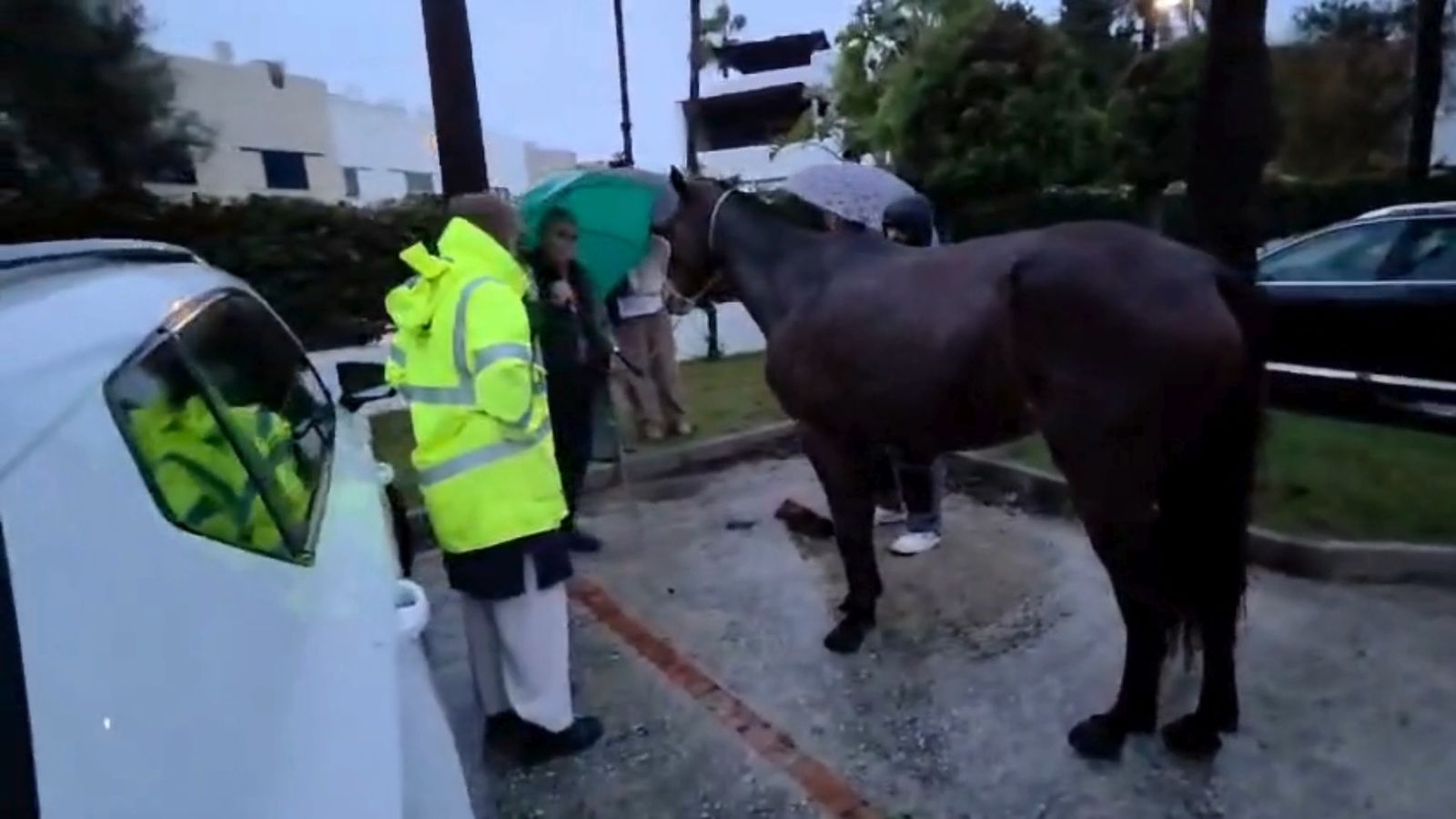 Rescate de una yegua durante la borrasca Leonardo