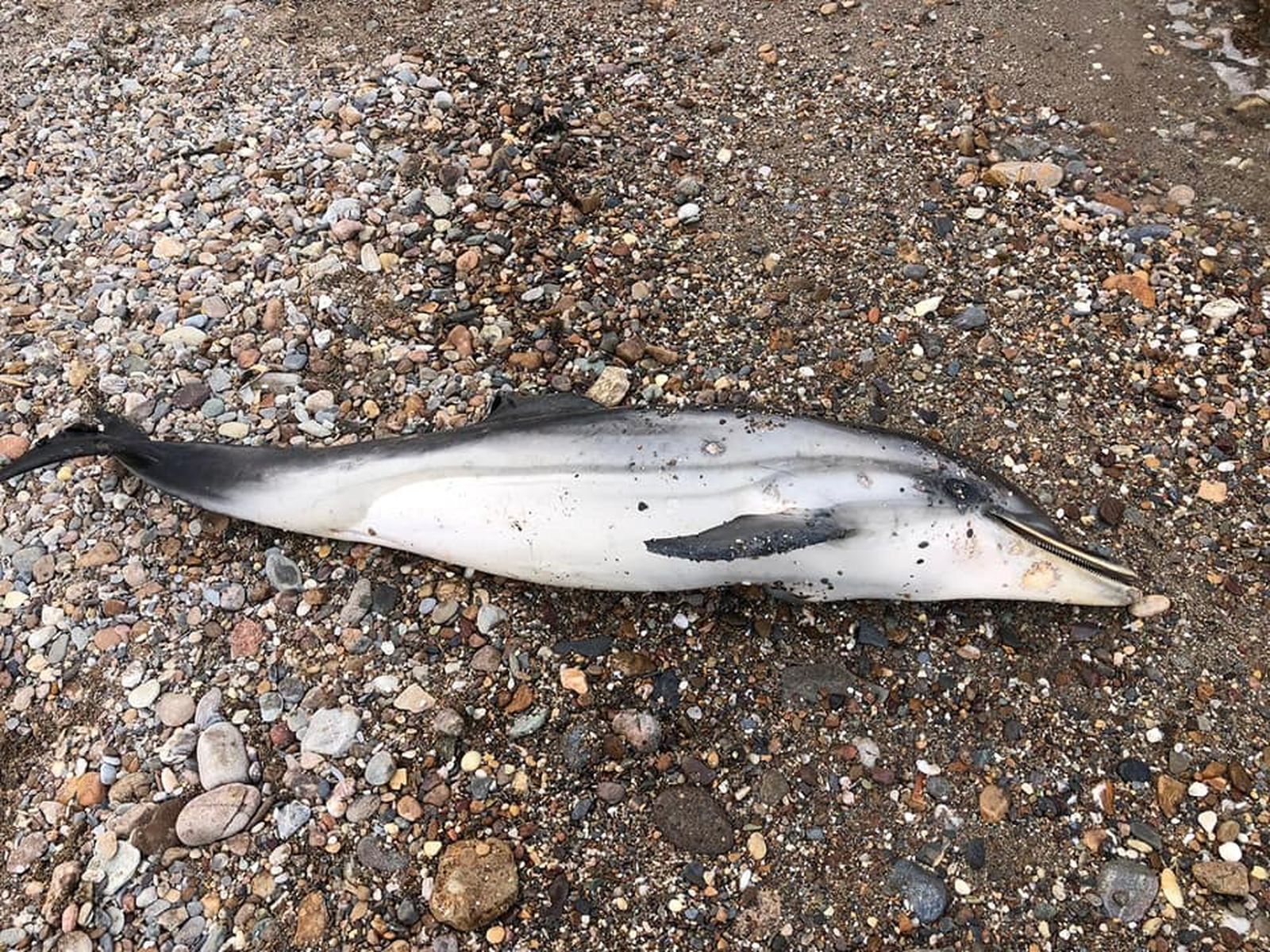 Aparece muerta una hembra de delfín listado en San Juan de los Terreros