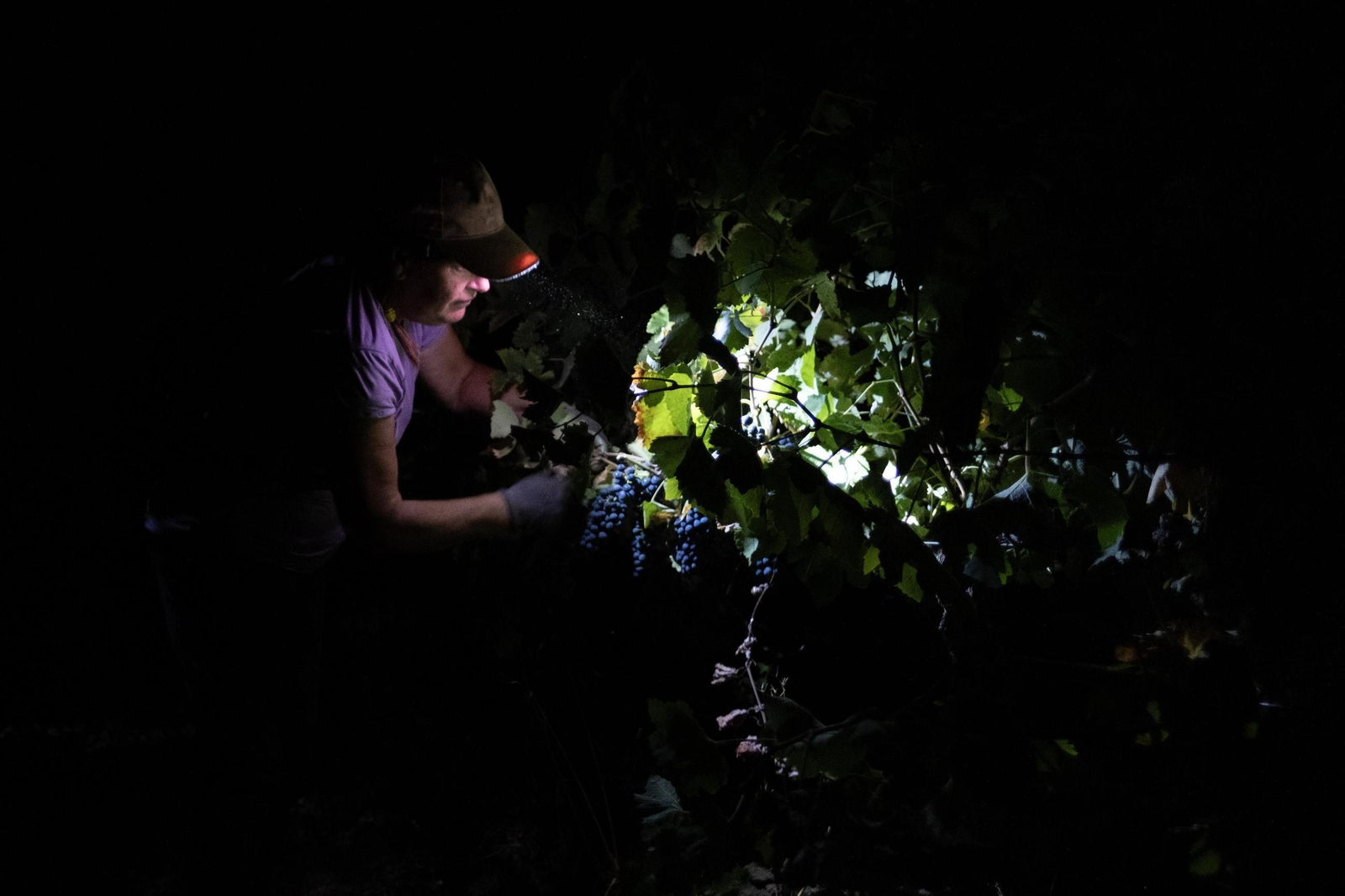 Vendimia nocturna en la Serranía, en imágenes