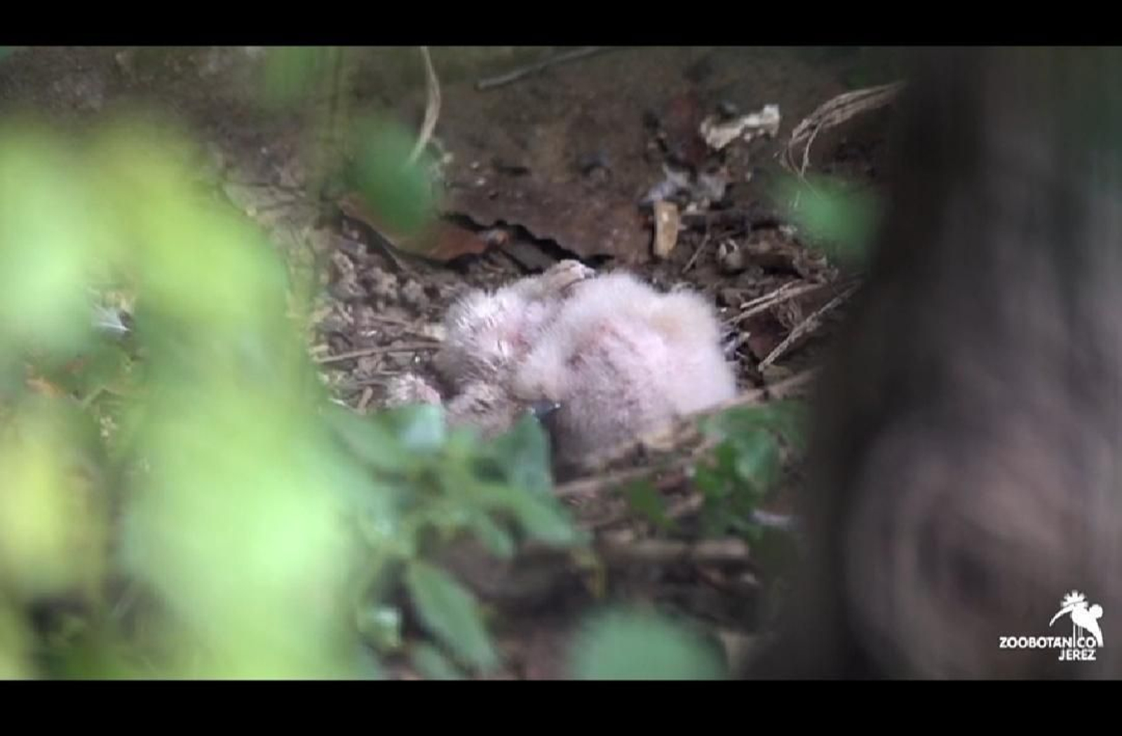 Imagen de los dos pollos de búho real. Imagen de los dos pollos de búho real.
