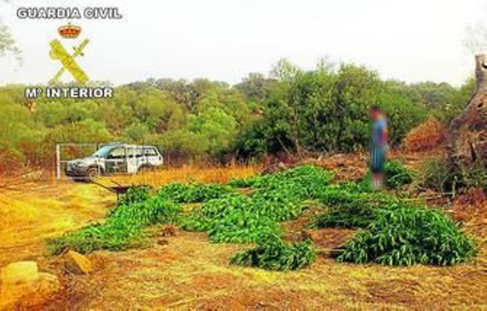 Una de las cargas de marihuana cultivada que se incautó la Guardia Civil.