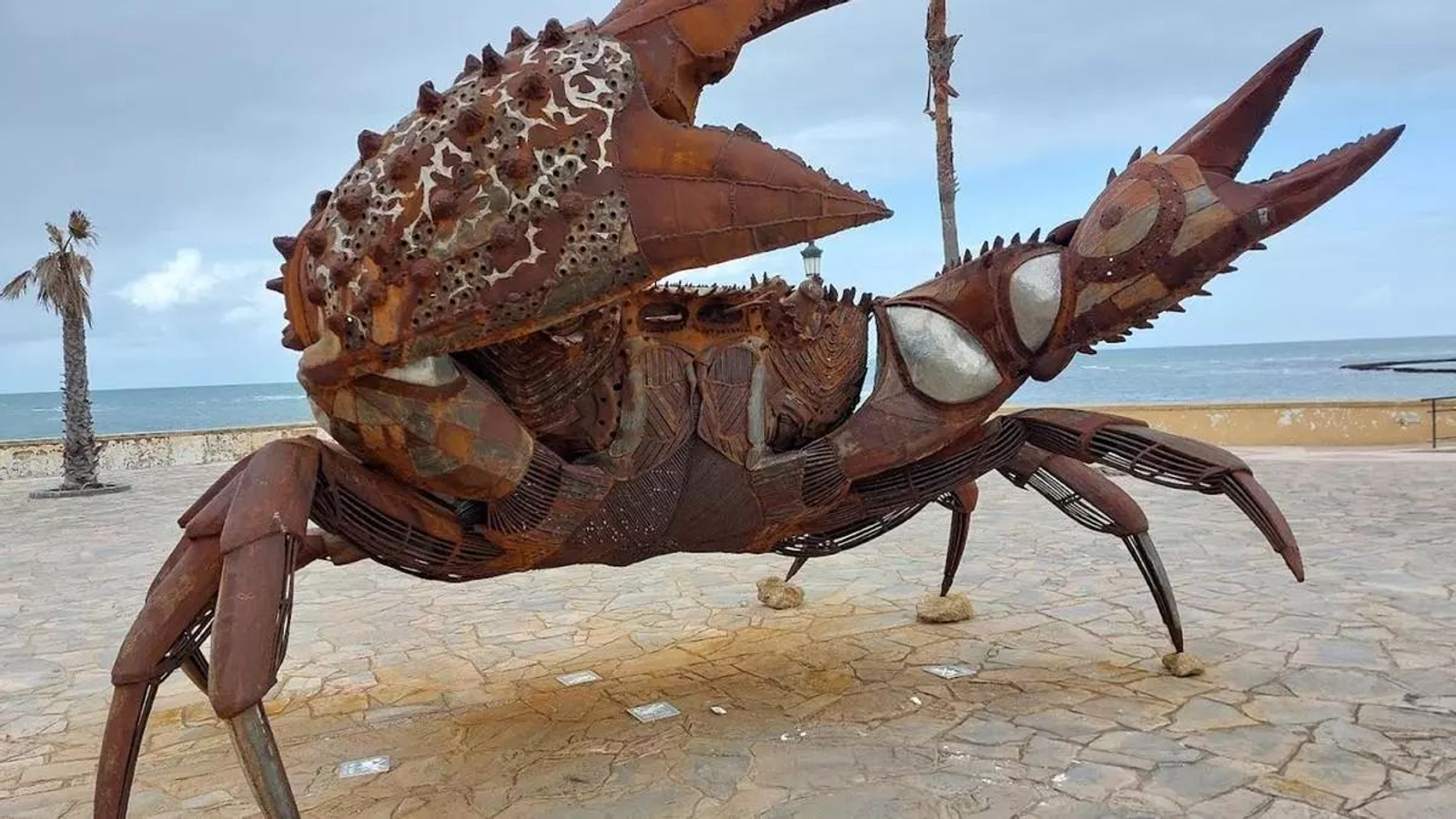 Uno de los cangrejos antes de ser trasladado al mar