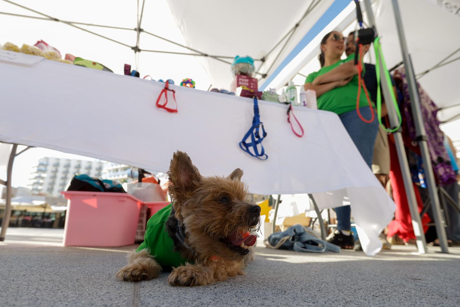 Las imágenes del mercadillo de la Noche Abierta del Comercio en Extramuros en Cádiz