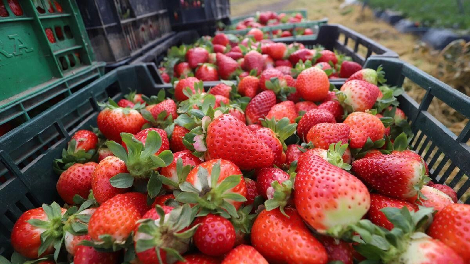 Recolección de fresas en una finca en Huelva. Recolección de fresas en una finca en Huelva.