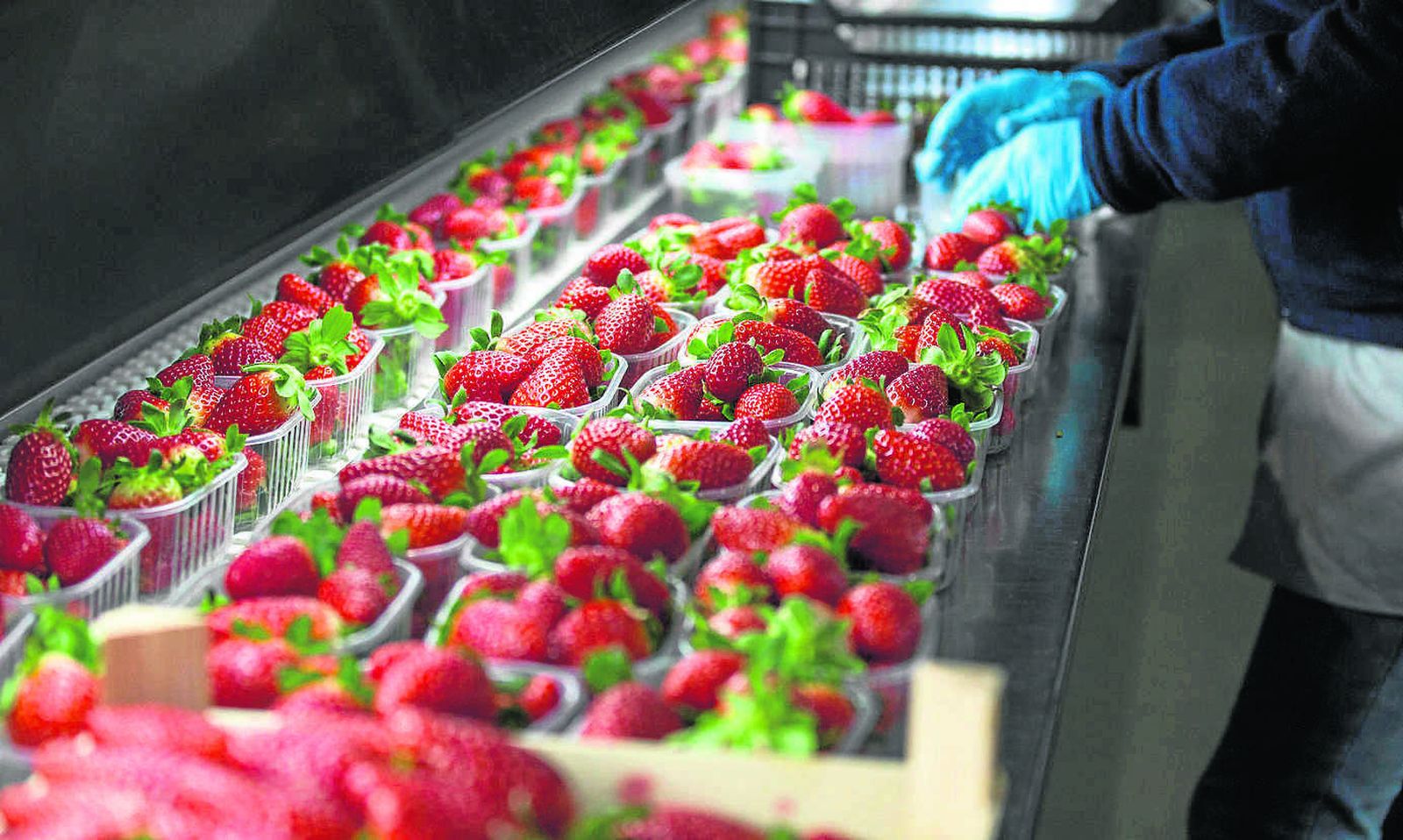 Freshuelva: un 7,7% más de fresas