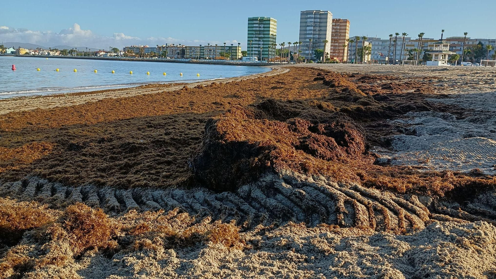 Arribazones de algas invasoras en la playa de Poniente.