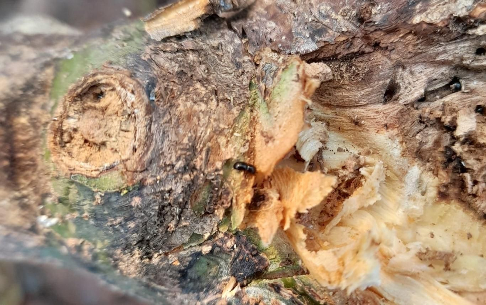 Un ejemplar de escarabajo de ambrosía en el tronco de un árbol