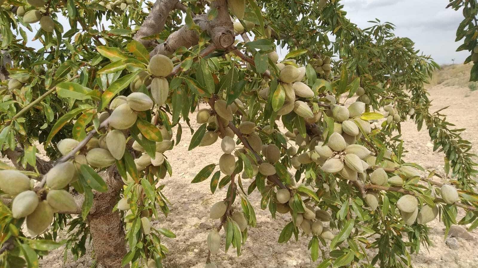 Almendras en la provincia de Almería