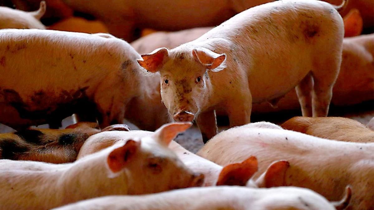 В Каталонии зафиксировали очаг африканской чумы свиней