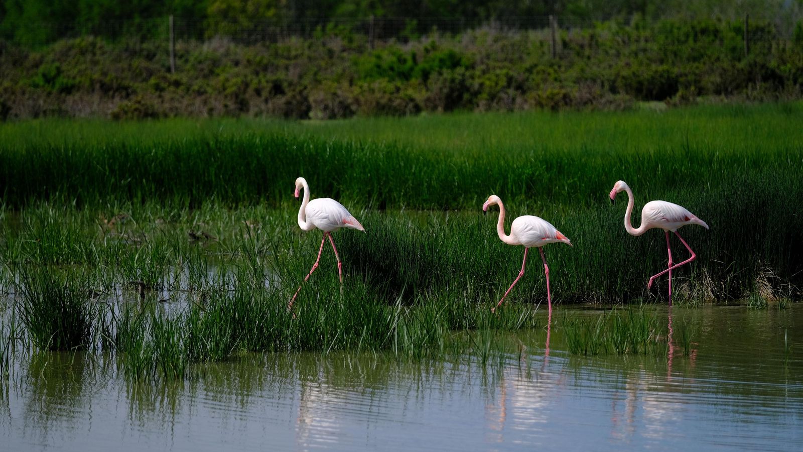 Flamencos en uno de los humedales próximos al centro de visitantes.