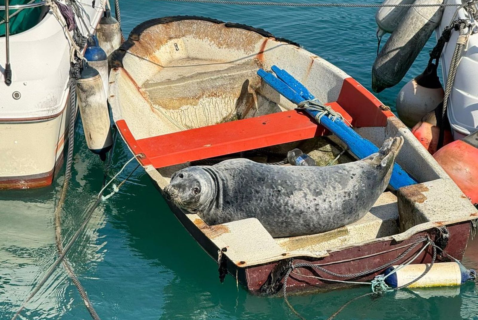 La foca durante su etapa en Conil.