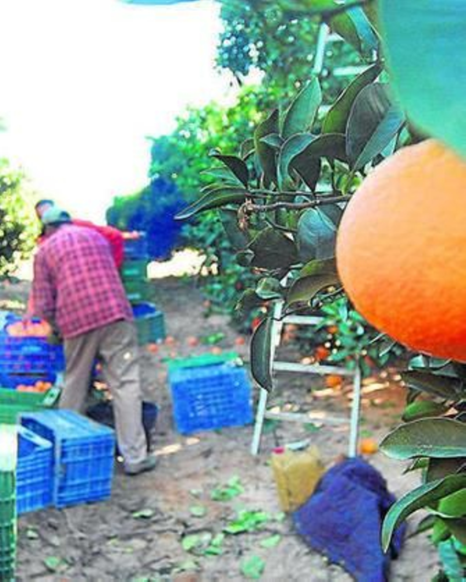 La naranja lidera la producción de cítricos de la provincia.