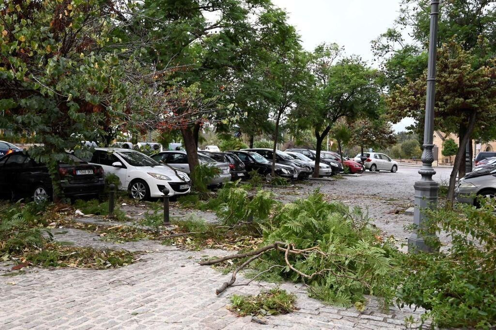 Árboles caídos en Córdoba tras el paso de la borrasca Bernard.